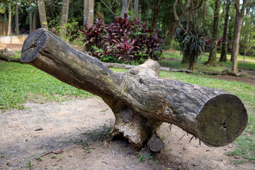 Tronco de árvore cortado no meio de parque