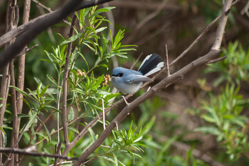 Beautiful male masked gnatcatcher perched on a branch after foraging for insects for food. Buenos Aires, Argentina.