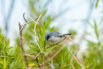 Obraz premium Beautiful male masked gnatcatcher perched on a branch after foraging for insects for food. Buenos Aires, Argentina.