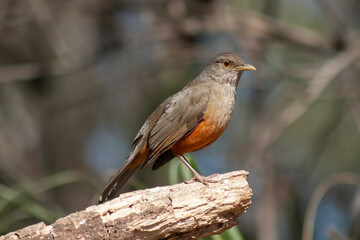 Red Thrush or Rufous-bellied Trush - Turdus rufiventris - on a branch looking for food. Buenos Aires, Argentina.