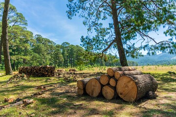 Wood prepared by lumberjack in the forest