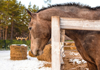Young brown horse in corral, stable background blurred. Stallion feeds on hay during the winter.