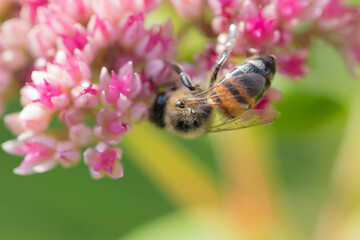 Honey bees collect pollen Spiraea flower. Macro shot.