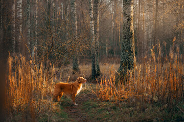 Naklejka premium dog in the autumn forest. Nova Scotia Duck Tolling Retriever for a walk on nature at fall in the yellow grass