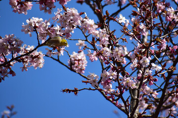 エゾヤマザクラに止まるメジロと青空