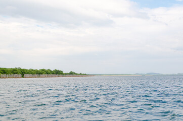 Mangrove landscape extending to the sea