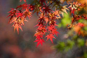 Autumn leaves