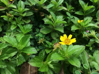 yellow flower