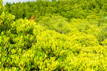 beautiful golden mangrove or ceriops decandra forest in Thailand