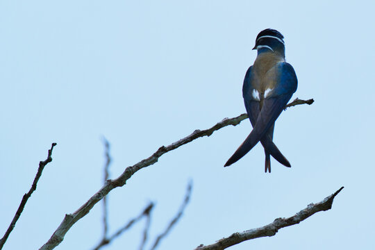 whiskered treeswift (Hemiprocne comata) perch on the branch in rain forests of Peninsular Malaysia