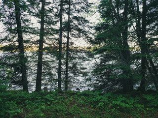 Fototapeta premium A view of trees in silhouette on the Child's Lake hiking trail at Duck Mountain Provincial Park, Manitoba, Canada