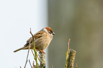 House sparrow on a top of of a tree in Zhoushan, China.
