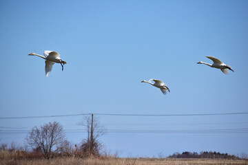 畑に下りてきた白鳥