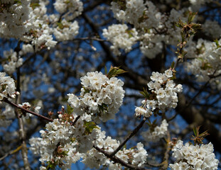 Closeup of White Blossoms on branch 