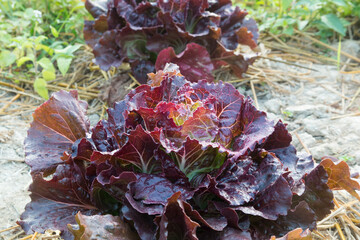 Lettuce (Lactuca sativa) in vegetable garden
