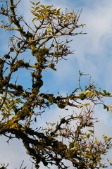 branches of a dead tree grown with moss and lichens