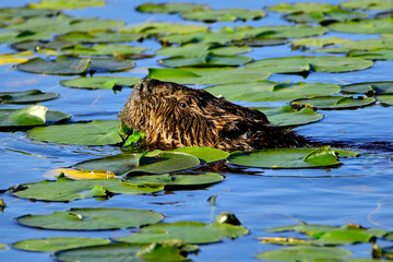 Beaver