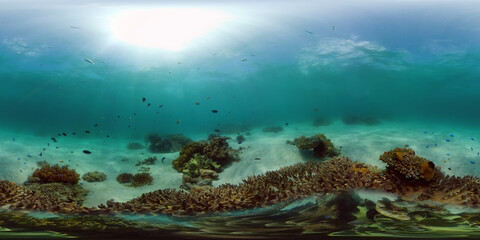 Tropical Fishes on Coral Reef, underwater scene. Philippines. 360 panorama VR