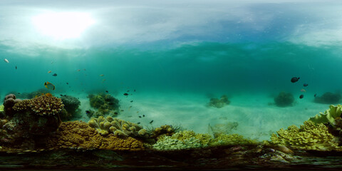 Fototapeta na wymiar Tropical underwater sea fish. Colourful tropical coral reef. Scene reef. Philippines. Virtual Reality 360.
