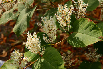 Vegetable background. The sun's rays fall on the white inflorescences of Polygonum. Green branch of a plant with small panicles close-up.