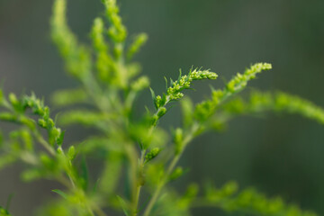 Natural green background. Blurry green twigs of goldenrod close-up. Side view of green on green branches of a plant. Horizontal, free space.