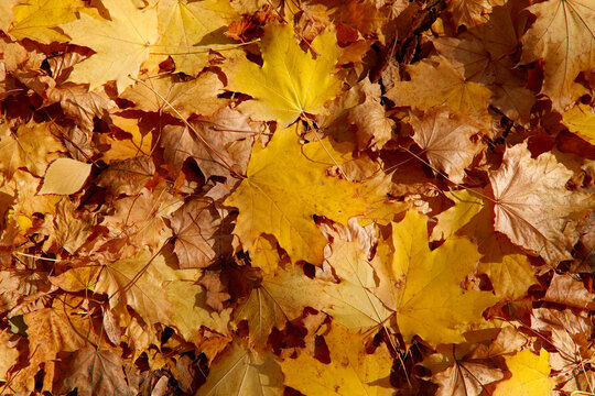 Autumn background. Background of yellow maple leaves lying on the ground. Wildlife background. Horizontal, cropped image, free space.