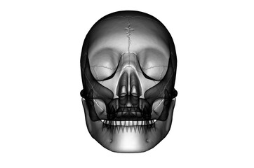 2d illustration Human Skull
