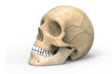 3d illustration Human Skull
