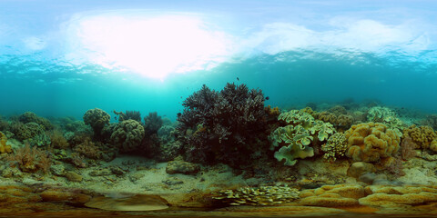 Fototapeta na wymiar Colourful tropical coral reef. Scene reef. Marine life sea world. Philippines. Virtual Reality 360.
