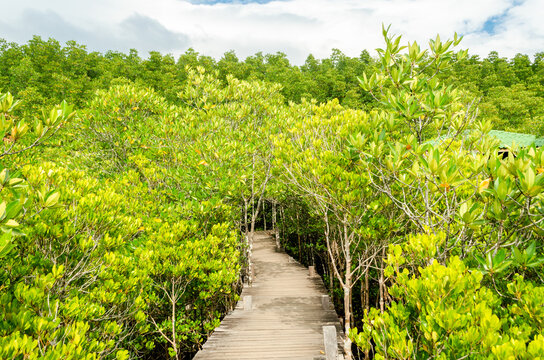 beautiful golden mangrove or ceriops decandra forest in Thailand