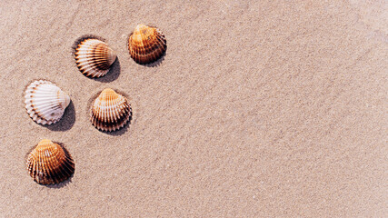 Shell sea with seashells, shells on sand tropical ocean beach. Copy space of summer vacation and business travel concept.