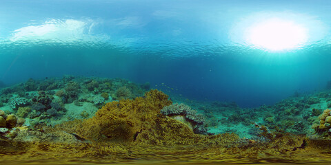 Colourful tropical coral reef. Tropical coral reef. Underwater fishes and corals. Philippines. Virtual Reality 360.