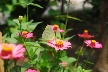 beautiful butterflies perch on flowers that are in bloom