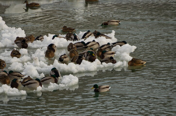 A Group of Mallard Ducks on Ice