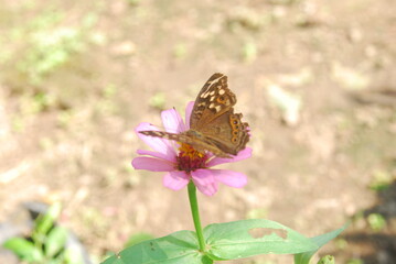 beautiful butterflies perch on flowers that are in bloom