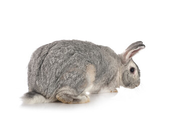 gris de touraine in studio