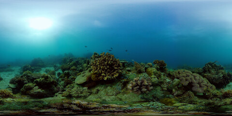 Sealife, Diving near a coral reef. Beautiful colorful tropical fish on the lively coral reefs underwater. Philippines. 360 panorama VR