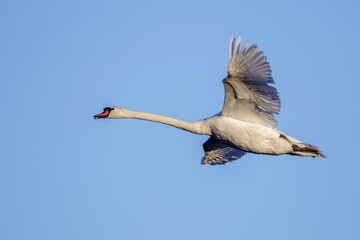 Höckerschwan (Cygnus olor)