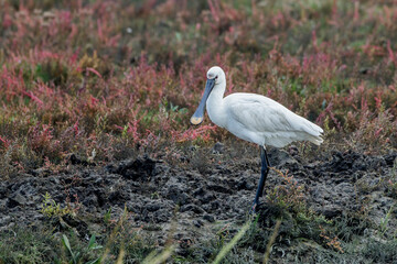 Löffler (Platalea leucorodia)