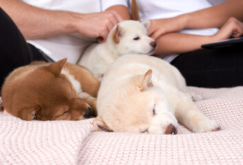 Fototapeta na wymiar Three Shiba inu puppies sleep in their owners ' arms on a bed