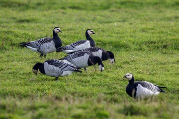 Weißwangengans (Branta leucopsis)