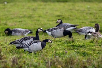 Weißwangengans (Branta leucopsis)