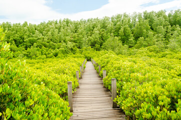 Fototapeta na wymiar beautiful golden mangrove or ceriops decandra forest in Thailand