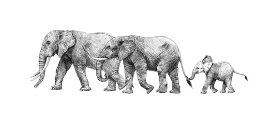 Beautiful stock pencil illustration with safari elephant family.