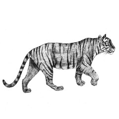 Beautiful stock pencil illustration with tiger animal.