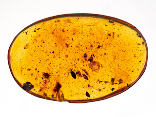 P1010056 99 million year old Burmese amber with insect (true bug) preserved inside cECP 2020