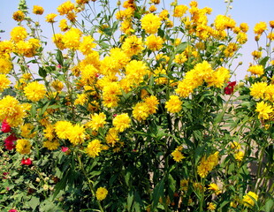 Yellow lupine flowers blooming in nature outside.