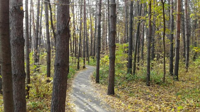 Beautiful trail in the autumn forest or urban park. Smooth movement