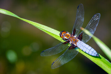 Emperor Dragonfly or Anax imperator sitting on green leaf