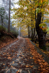 Autumn landscape with trees and Autumn leaves on the ground after rain